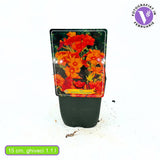 Brumarea Inalta Phlox paniculata Orange Perfection, flori portocalii parfumat, planta perena decorativ, crestere rapida