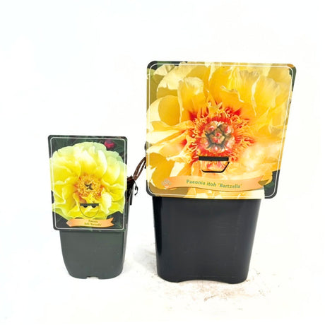 Bujor Hibrid Itoh Bartzella, cu flori galbene parfumate, foarte rar, premiat cu medalia de aur