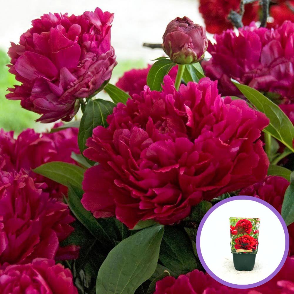 Bujor arbustiv nobil Adolphe Rousseau, cu flori rosii