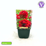 Bujor arbustiv nobil Adolphe Rousseau, cu flori rosii