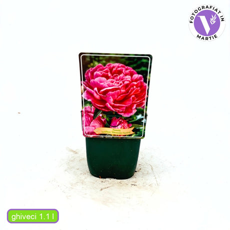 Bujor arbustiv nobil Dr. Alexander Fleming, cu flori roz