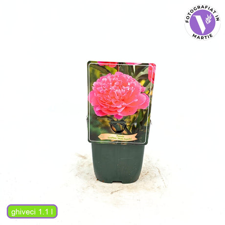 Bujor arbustiv nobil Edulis Superba, cu flori roz