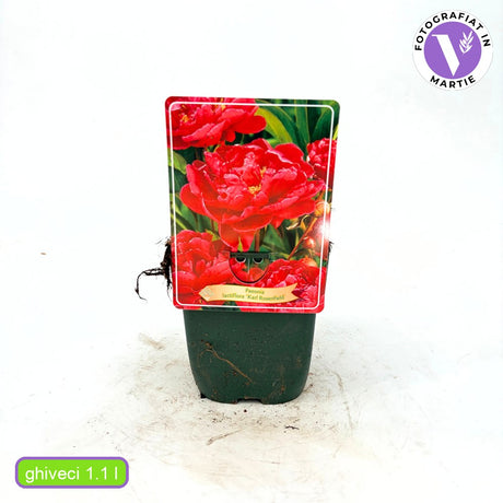 Bujor arbustiv nobil Karl Rosenfield, cu flori rosii-aprinse