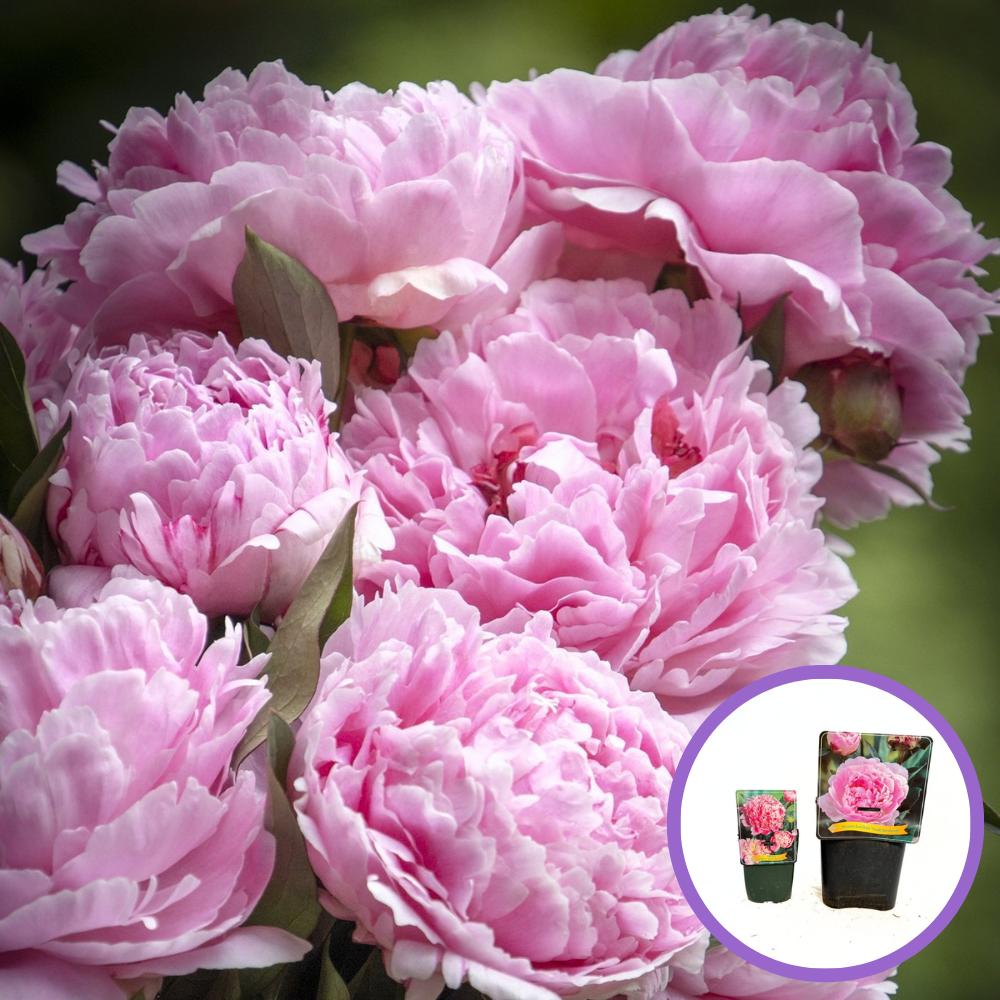 Bujor arbustiv nobil Sarah Bernhardt, cu flori roz si parfum puternic, inradacinat in ghiveci