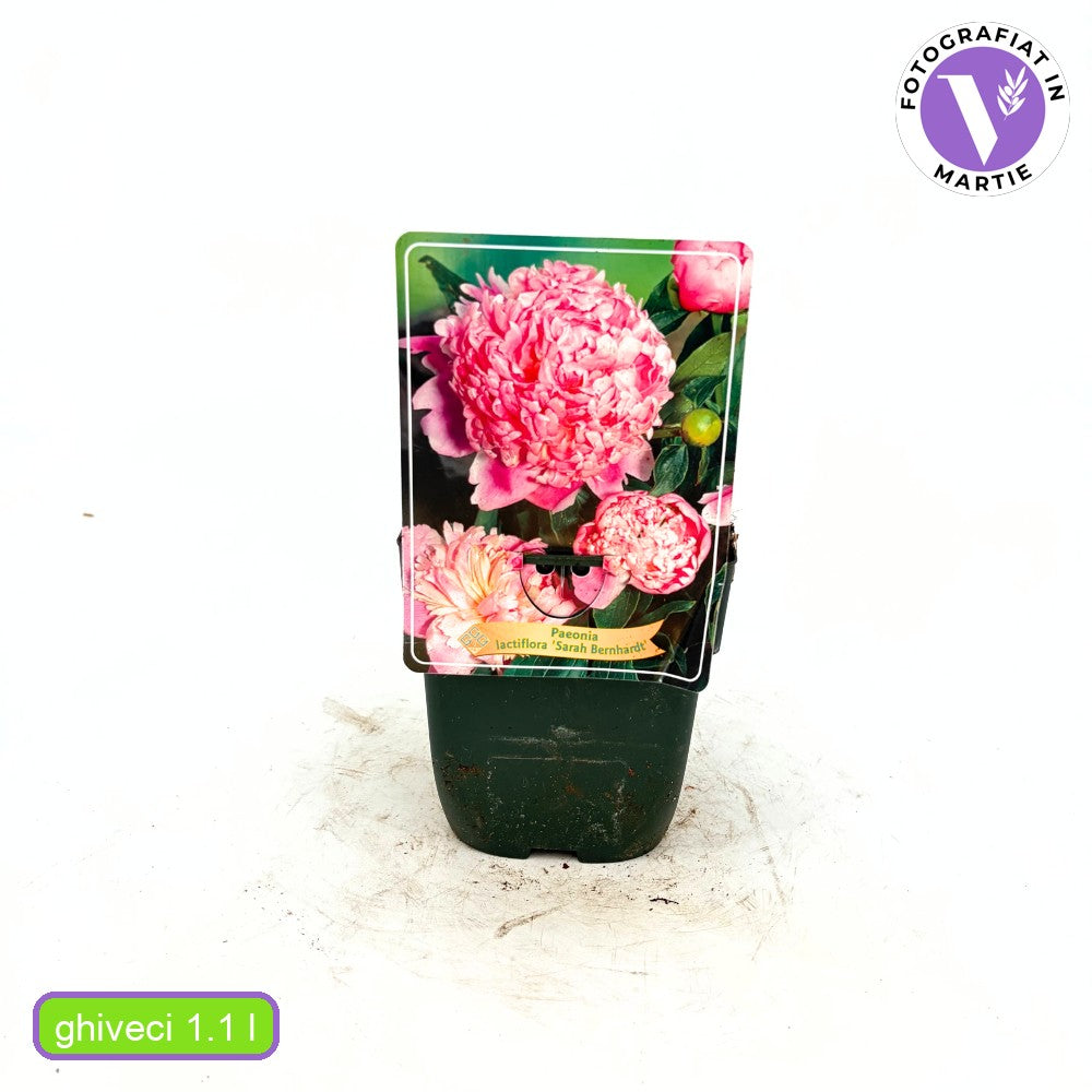 Bujor arbustiv nobil Sarah Bernhardt, cu flori roz si parfum puternic, inradacinat in ghiveci