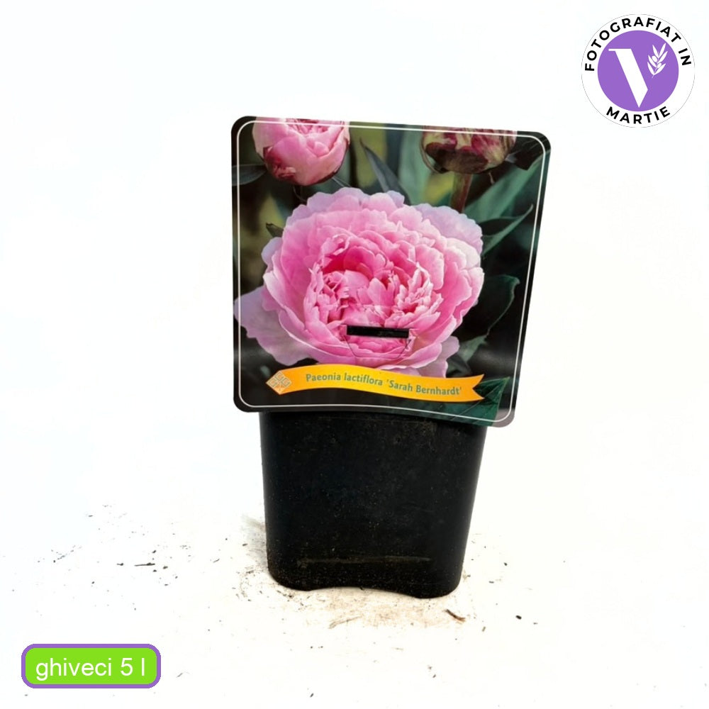 Bujor arbustiv nobil Sarah Bernhardt, cu flori roz si parfum puternic, inradacinat in ghiveci