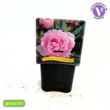 Bujor arbustiv nobil Sarah Bernhardt, cu flori roz si parfum puternic, inradacinat in ghiveci