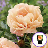 Bujor Hibrid Itoh Canary Brilliant, cu flori crem-cais