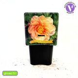 Bujor Hibrid Itoh Canary Brilliant, cu flori crem-cais