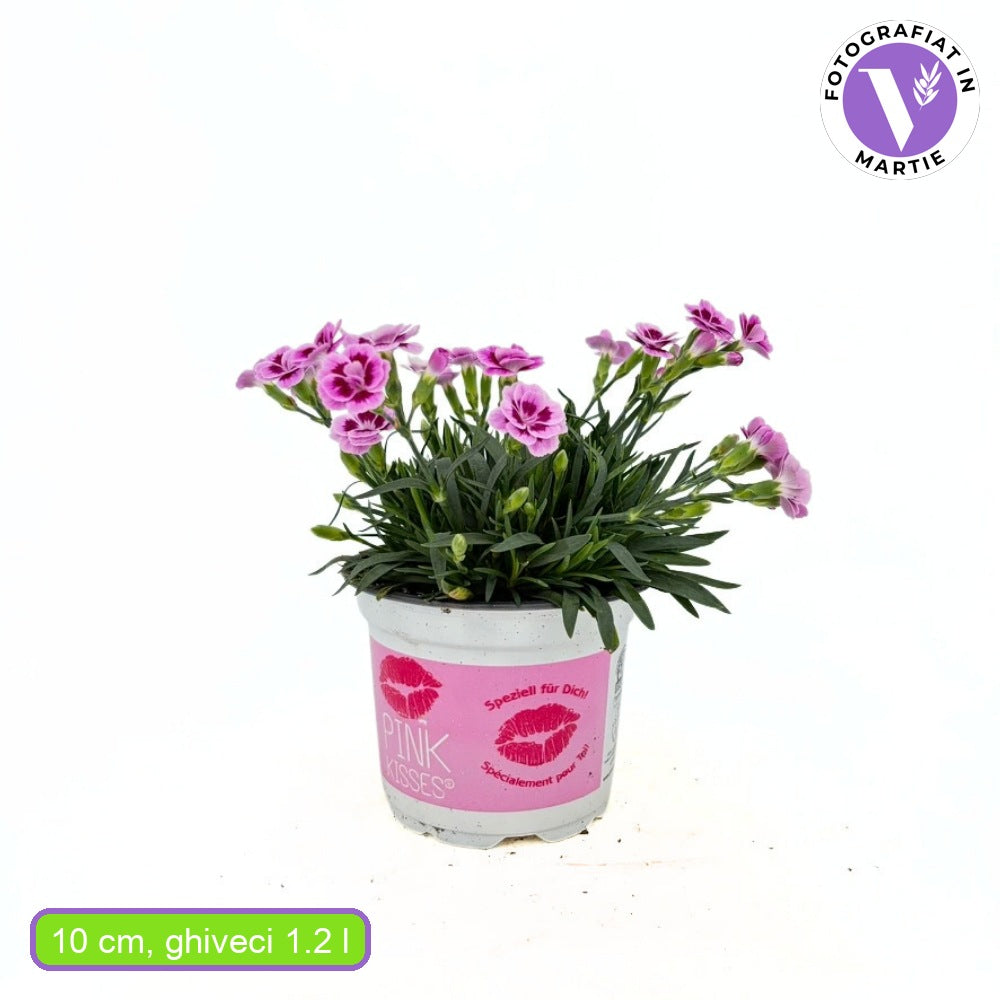 Garofita Bicolor Pink KIsses, perena parfumata, flori bicolore roz, pentru borduri, stancarii si ghivece