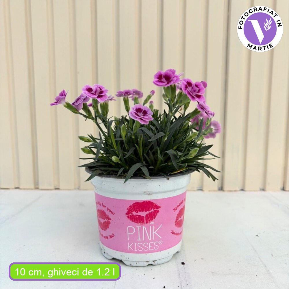 Garofita Bicolor Pink KIsses, perena parfumata, flori bicolore roz, pentru borduri, stancarii si ghivece