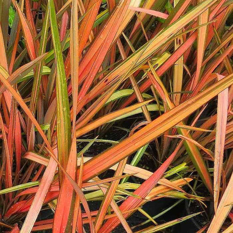 Iarba Flax Apricot Queen (Phormium), frunze elegante verde, crem si nuante caisii, vesnic verde