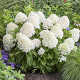 Hortensie de gradina (Paniculata) Living Sugar Rush, cu flori mari, albe cu nuante roz delicate