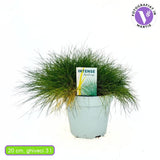 Festuca Gautieri (Paius) Pic Garlit, iarba decorativa de talie mica, frunzis verde compact, ideala pentru stancarii si borduri