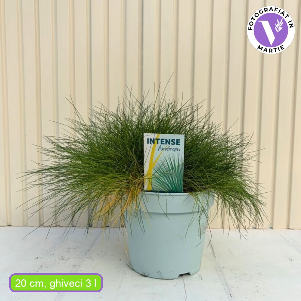 Festuca Gautieri (Paius) Pic Garlit, iarba decorativa de talie mica, frunzis verde compact, ideala pentru stancarii si borduri