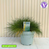 Festuca Gautieri (Paius) Pic Garlit, iarba decorativa de talie mica, frunzis verde compact, ideala pentru stancarii si borduri