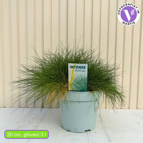 Festuca Gautieri (Paius) Pic Garlit, iarba decorativa de talie mica, frunzis verde compact, ideala pentru stancarii si borduri