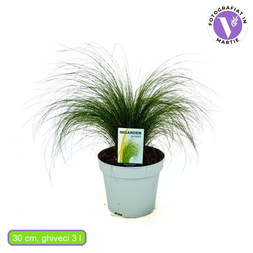 Iarba ornamentala coada de Ponei (Stipa Tenuissima Pony Tails), frunzis fin, matasos, asemanator unei coame de cal, crestere rapida