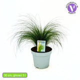 Iarba ornamentala coada de Ponei (Stipa Tenuissima Pony Tails), frunzis fin, matasos, asemanator unei coame de cal, crestere rapida