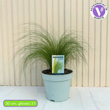 Iarba ornamentala coada de Ponei (Stipa Tenuissima Pony Tails), frunzis fin, matasos, asemanator unei coame de cal, crestere rapida