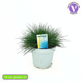 Festuca Glauca (Iarba Albastra) Intens Blue, iarba decorativa albastru intens, compacta, ideala pentru borduri si gradini rock, rezistenta la seceta