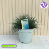 Festuca Glauca (Iarba Albastra) Intens Blue, iarba decorativa albastru intens, compacta, ideala pentru borduri si gradini rock, rezistenta la seceta