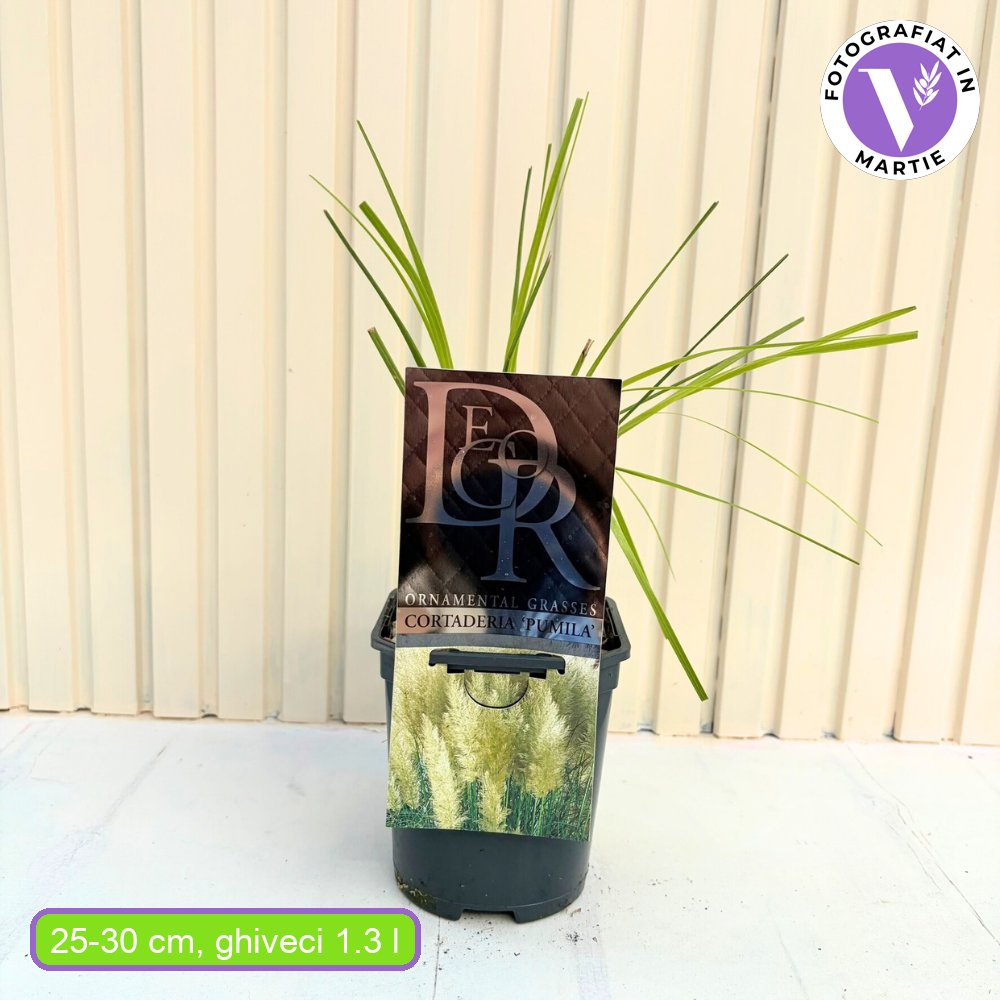 Iarba de Pampas (Cortaderia) Pumila, iarba ornamentala decorativa cu spice albe, crestere rapida