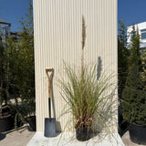 Iarba de Pampas (Cortaderia) Pumila, iarba ornamentala decorativa cu spice albe, crestere rapida
