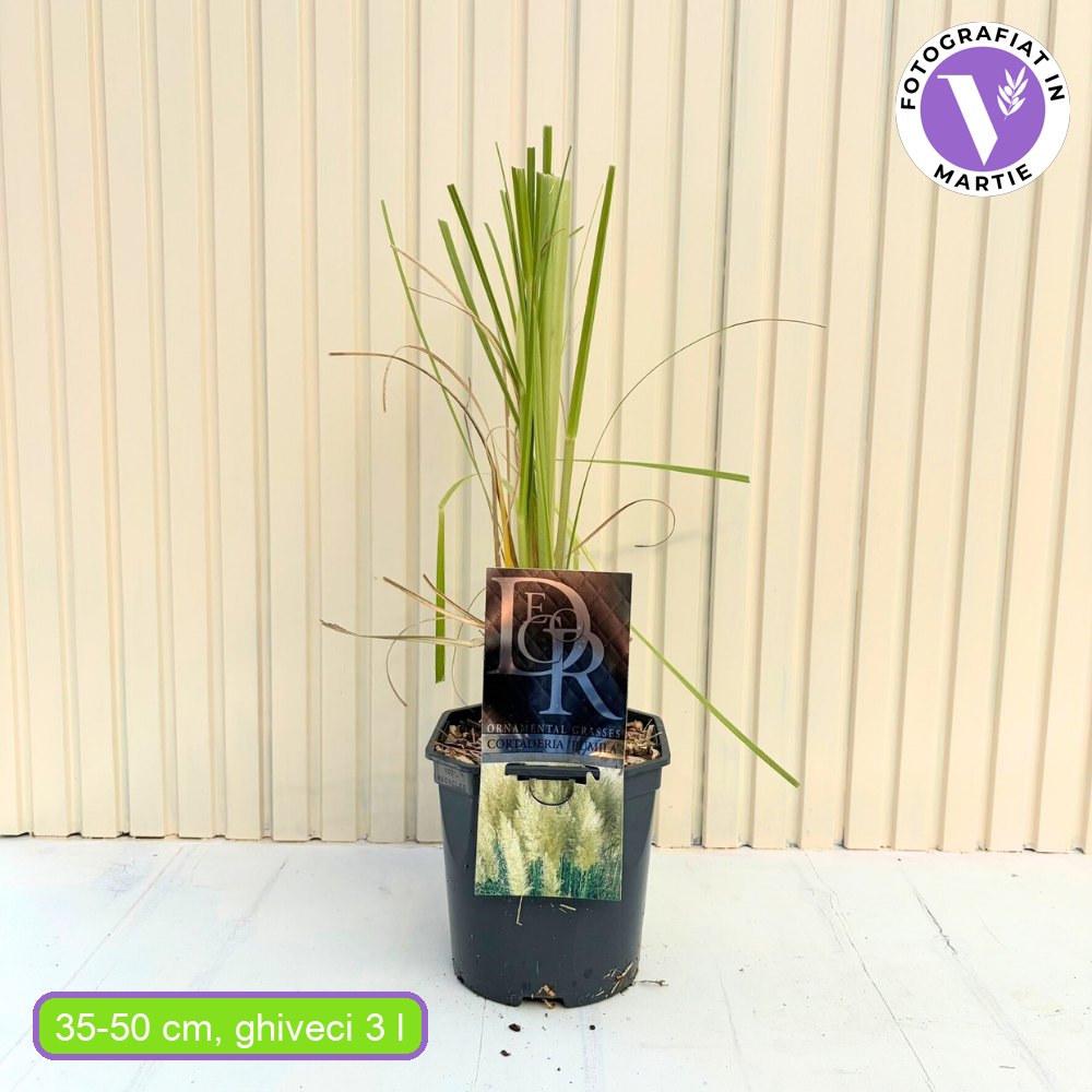 Iarba de Pampas (Cortaderia) Pumila, iarba ornamentala decorativa cu spice albe, crestere rapida