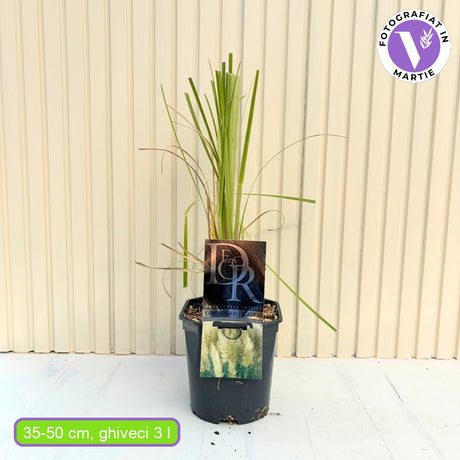 Iarba de Pampas (Cortaderia) Pumila, iarba ornamentala decorativa cu spice albe, crestere rapida