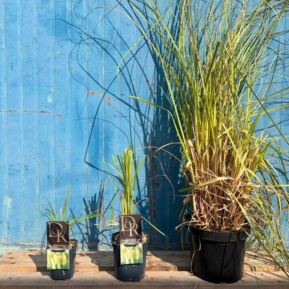 Iarba de Pampas (Cortaderia) Pumila, iarba ornamentala decorativa cu spice albe, crestere rapida