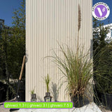 Iarba de Pampas (Cortaderia) Pumila, iarba ornamentala decorativa cu spice albe, crestere rapida