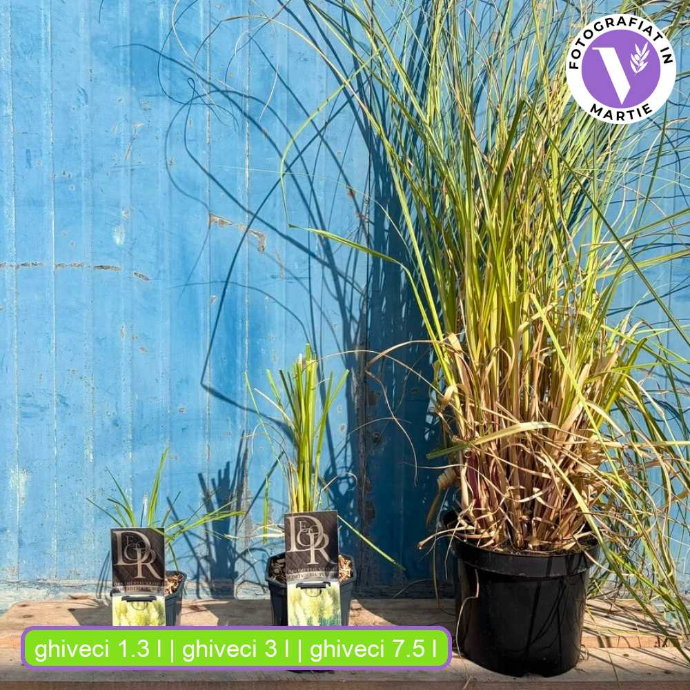 Iarba de Pampas (Cortaderia) Pumila, iarba ornamentala decorativa cu spice albe, crestere rapida
