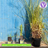 Iarba de Pampas (Cortaderia) Pumila, iarba ornamentala decorativa cu spice albe, crestere rapida