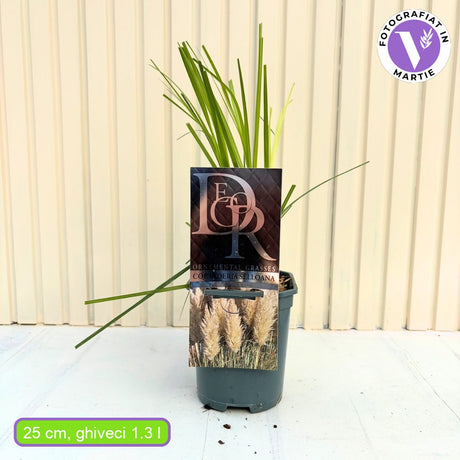 Iarba de Pampas Selloana (Cortaderia), cu spice mari albe, foarte inalta la maturitate, crestere rapida