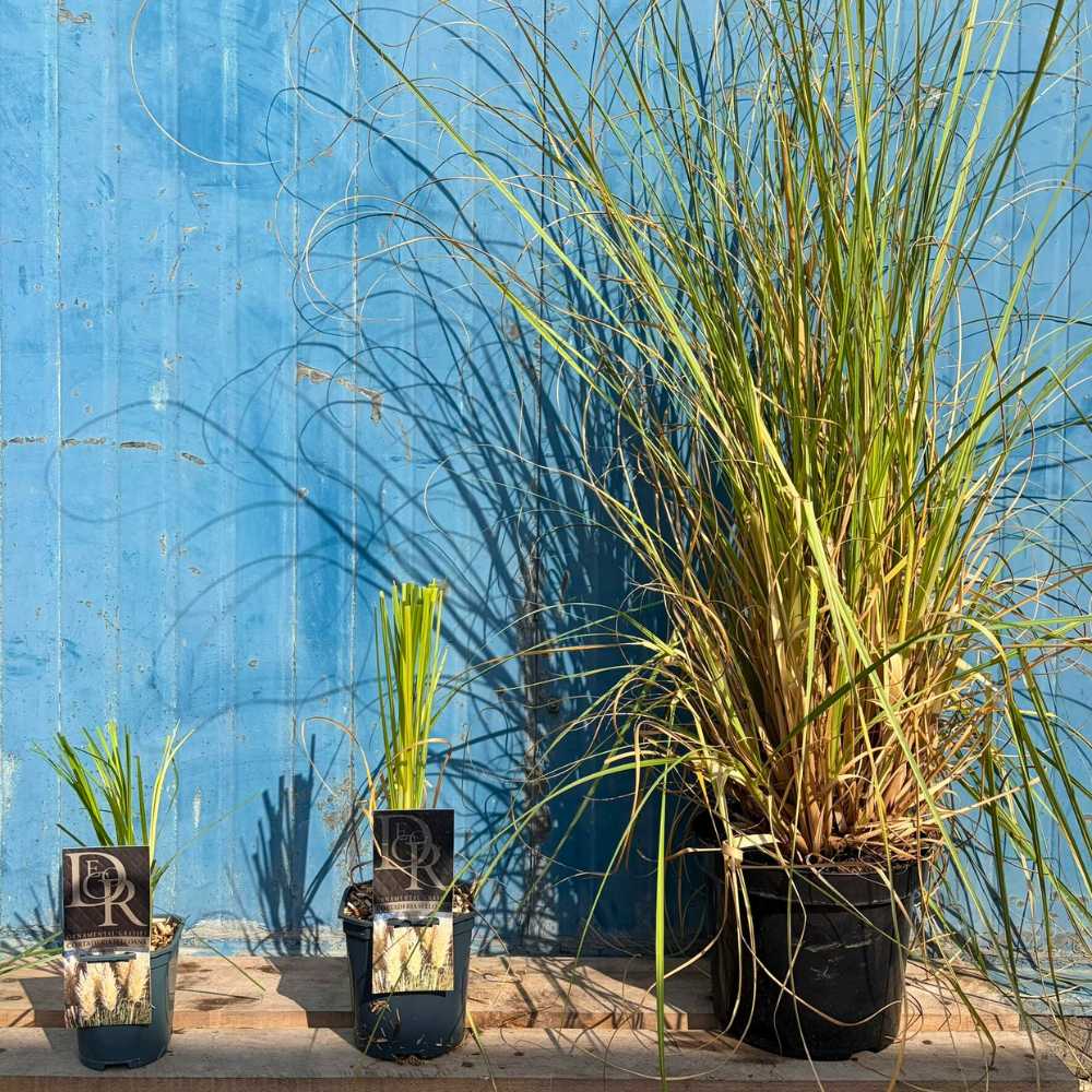 Iarba de Pampas Selloana (Cortaderia), cu spice mari albe, foarte inalta la maturitate, crestere rapida
