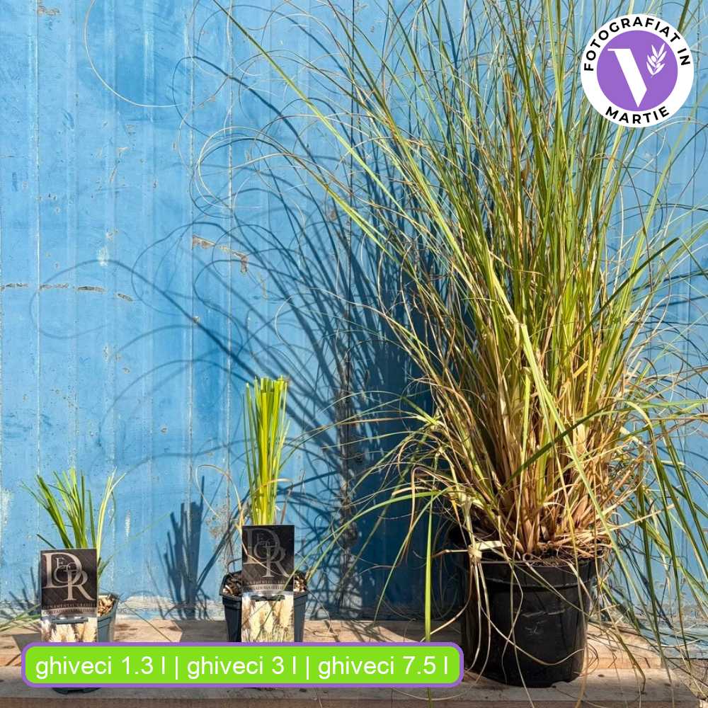 Iarba de Pampas Selloana (Cortaderia), cu spice mari albe, foarte inalta la maturitate, crestere rapida