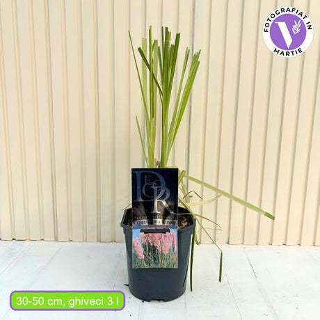 Iarba de Pampas (Cortaderia) Rosea, cu spice mari roz decorative, foarta inalta la maturitate, crestere rapida