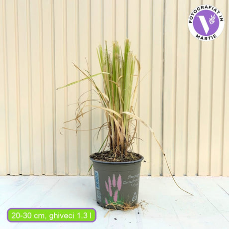 Iarba de Pampas (Cortaderia) Rosea, cu spice mari roz decorative, foarta inalta la maturitate, crestere rapida