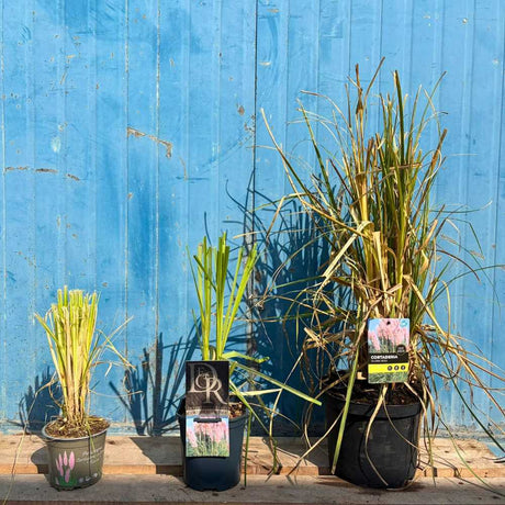 Iarba de Pampas (Cortaderia) Rosea, cu spice mari roz decorative, foarta inalta la maturitate, crestere rapida