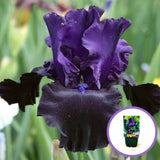 Iris Germanica (Stanjenel) Black Knight, cu flori violet inchis-negre, crestere rapida, bulb plantat in ghiveci