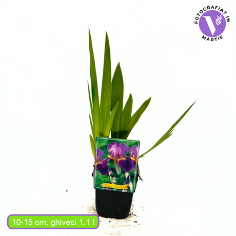 Iris Germanica (Stanjenel) Lent A. Williamson, cu flori mari parfumate mov-lavanda, crestere rapida, bulb plantat in ghiveci