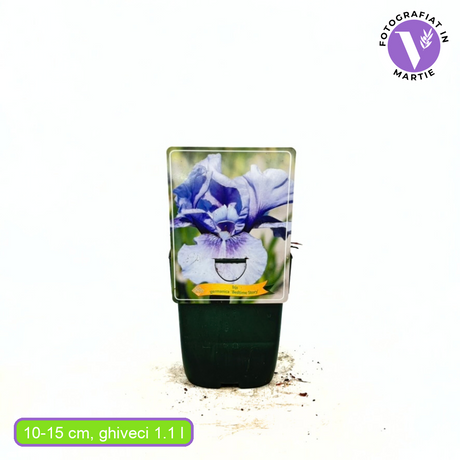 Iris Germanica mov-pal (Stanjenel) Bedtime Story, cu flori albastru deschis-violet parfumate, crestere rapida, bulb plantat In ghiveci