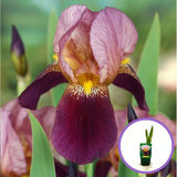 Iris Germanica (Stanjenel) Indian Chief, cu flori parfumate roz-lavanda burgundiu, crestere rapida, bulb plantat in ghiveci