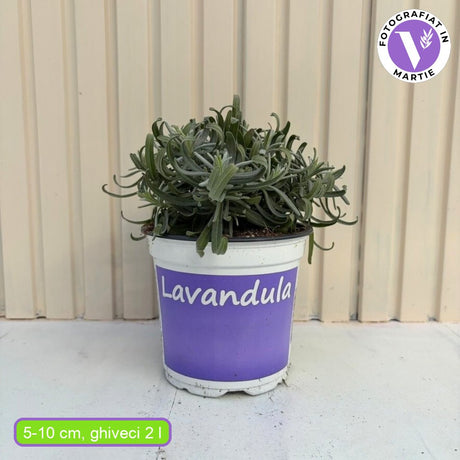 Lavanda Englezeasca Hidcote Blue, cu flori albastre-mov si parfum seducator