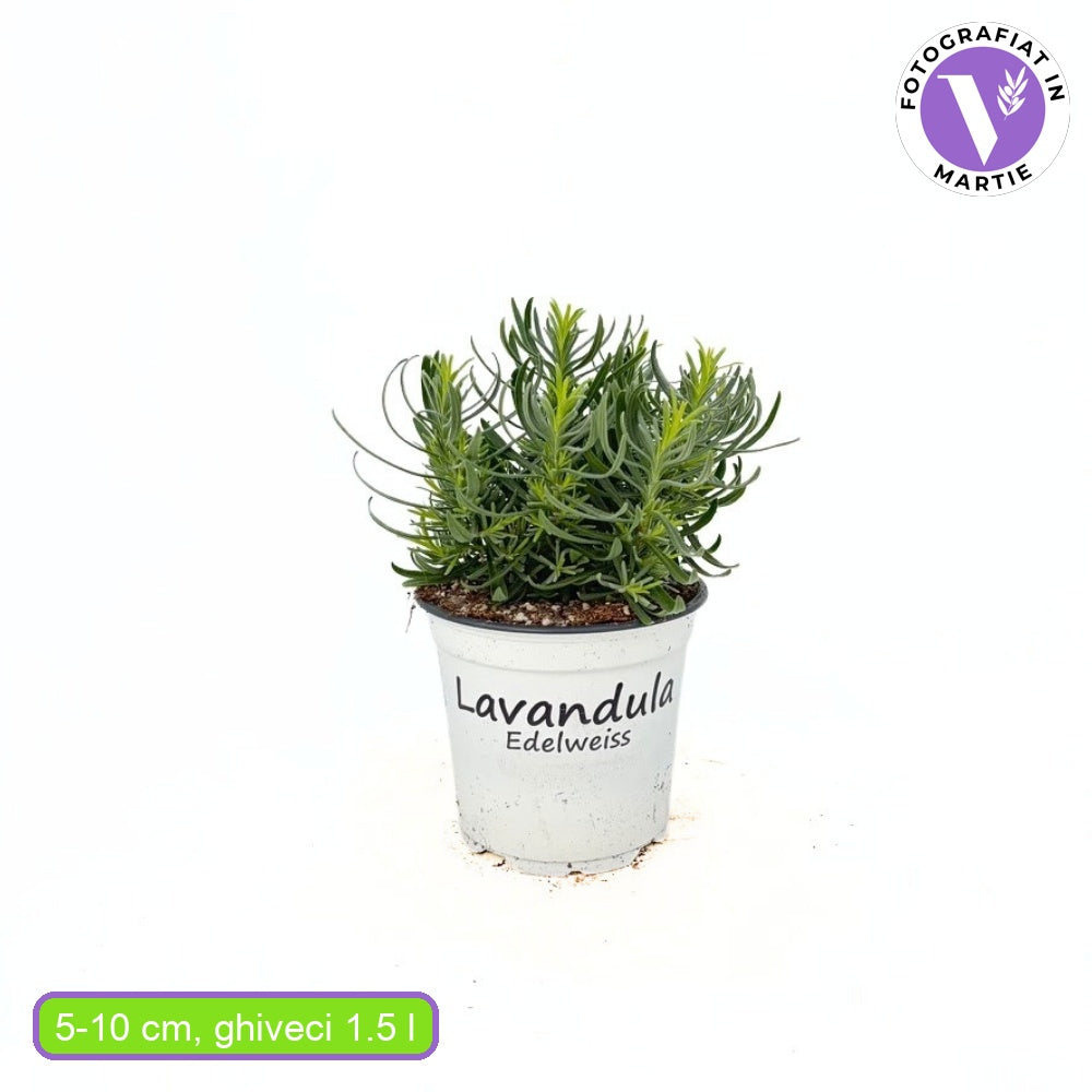 Lavanda Edelweiss, parfum intens si flori decorative, ideal pentru borduri si gradini