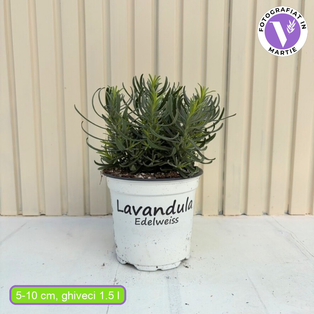 Lavanda Edelweiss, parfum intens si flori decorative, ideal pentru borduri si gradini