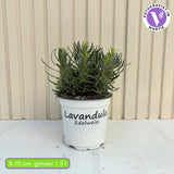 Lavanda Edelweiss, parfum intens si flori decorative, ideal pentru borduri si gradini