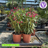 Leandru Nerium Tufa, cu flori rosii parfumate, planta decorativa, atrage albine, rezistenta -5°C