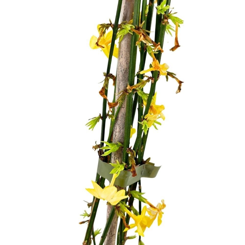 Iasomie Stelata de Iarna (Jasminum Nudiflorum), cu flori galbene, inflorire iarna, rezistenta la frig, crestere rapida